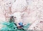 Video Kerbau Terjebak Terjangan Lahar Erupsi Gunung Semeru, Viral