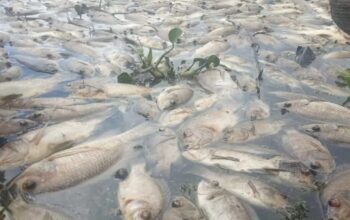 Bangkai ikan mati di Danau Maninjau, Kabupaten Agam. (Antara)