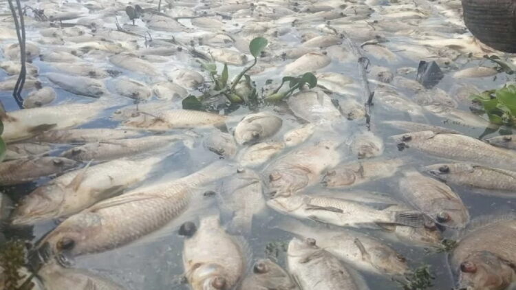 Bangkai ikan mati di Danau Maninjau, Kabupaten Agam. (Antara)