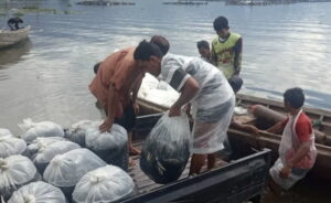 Petani di Danau Maninjau sedang memanen ikan miliknya