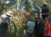 Harimau Sumatra yang Masuk ke Perumahan Warga Palembayan Agam Terekam Kamera