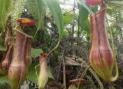 Cari Harimau di Hutan di Maua Hilia, KSDA Agam Temukan Tanaman Langka Kantong Semar