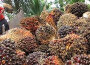 Harga TBS Sawit Sumbar Periode IV Januari 2026 Ditetapkan Rp3.610,99
