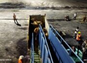 Perdana, Dinas Peternakan Sumbar Datangkan 300 Ekor Sapi dari Makasar via Tol Laut
