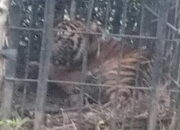 Mangsa Ternak Warga di Agam, Seekor Harimau Sumatera Berhasil Masuk Perangkap