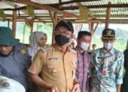 Pemkab Solok Selatan Salurkan Bantuan 500 Ekor Sapi, Dananya Rp8,5 M dari APBD