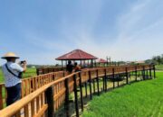 Wisata Sawah di Kota Pariaman, Wako: Wisata Edukasi Bagaimana Petani Menggarap Sawah