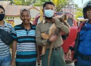 KSDA Agam Selamatkan 18 Satwa Liar selama 2021, Sudah Dilepasliarkan ke Habitatnya