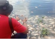 Udara di sekitar Danau Maninjau Berbau Pascaikan Mati, Pemerintah Diminta Bersikap
