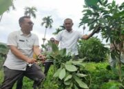 500 Hektare Alpukat di Pasbar Kena Hama, Petani Merugi