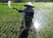 KP3 Solok Selatan Sidak Kios Pengecer Pupuk Subsidi, Ini Temuannya