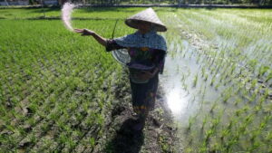 ilustrasi petani menabur pupuk untuk produksi beras berkualitas di Indonesia