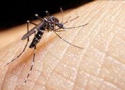 Lakukan Cara Ini untuk Cegah Demam Berdarah
