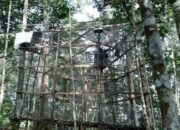 Dua Pasang Siamang di Solok Selatan Dilepasliarkan ke Habitatnya