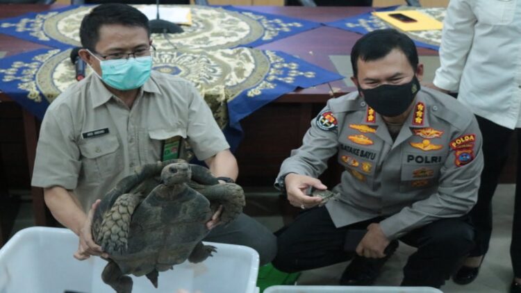 Polda Sumbar dan BKSDA perlihatkan kura-kura gajah karena dijual belikan secara ilegal.