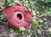 Bunga Rafflesia Mekar, Wisatawan Asing Datangi Bukik Tabuh, Solok
