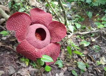 ilustrasi bunga raflesia