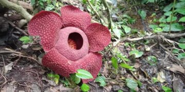 ilustrasi bunga raflesia