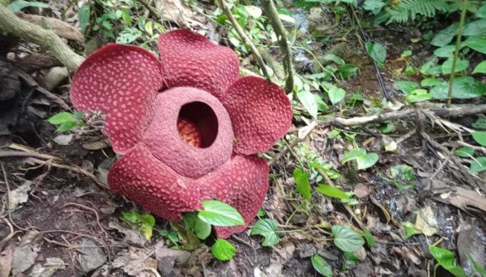 BRIN Teliti Rafflesia Arnoldii di Agam, Pastikan Kekerabatan dengan Spesies di Malaysia