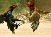 Gerebek Judi Sabung Ayam, Empat Pria di Padang Ditangkap Polisi