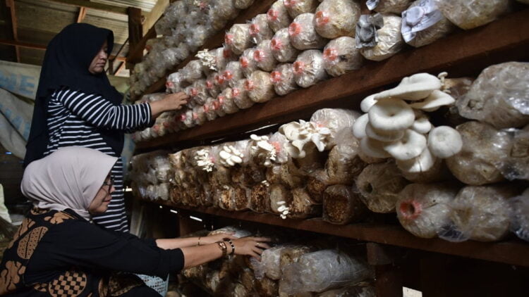 Kelompok Budi Daya Jamur Tiram dan Magot Kelurahan Limau Manis memperlihatkan produk jamur tiram dalam bentuk kemasan. Kelompok Budi Daya Jamur Tiram dan Magot Kelurahan Limau Manis itu maju dan berkembang berkat CSR Semen Padang.