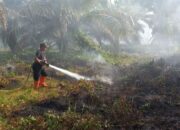 Waspada!! 10 Hektare Lahan Terbakar di Agam selama Dua Pekan