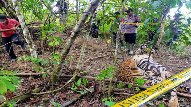 Harimau Sumatera ditemukan mati di Aceh Timur. (Foto: Istimewa)