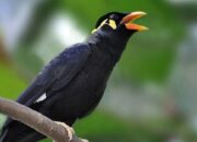 Penyelundupan 8 Ekor Beo Mentawai Digagalkan BKSDA Sumbar-BTN Siberut, Pelaku Kabur