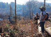Rusak 9,2 Ha Hutan di Solok, Tim Patroli BKSDA Sumbar Amankan Pria 37 Tahun