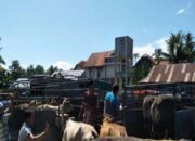 59 Ekor Sapi Terjangkit PMK, Pemkab Padangpariaman Tutup Sementara 2 Pasar Ternak