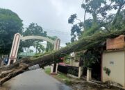 Belasan Pohon Tumbang di Padang, Timpa Rumah dan Hambat Akses Warga