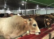 Pemprov Mencatat Jumlah Sapi Kurban di Sumbar Capai 43.000 Ekor