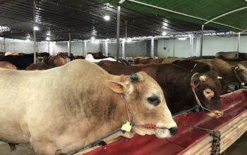 Ilustrasi sapi kurban. (net)