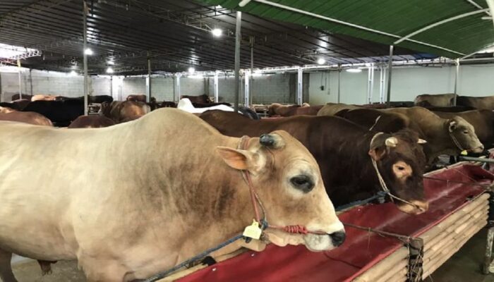 Idul Adha 1447 H, Kurban di Agam Diprediksi Naik jadi 5.700 Ekor