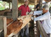 Pasca Temuan PMK di Padang, Distan Minta Peternak tidak Pasok Sapi dari Luar