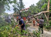 Sedikitnya 10 Pohon Tumbang akibat Hujan dan Angin Kencang di Padang, BPBD: Timpa Rumah dan Ganggu Akses Warga