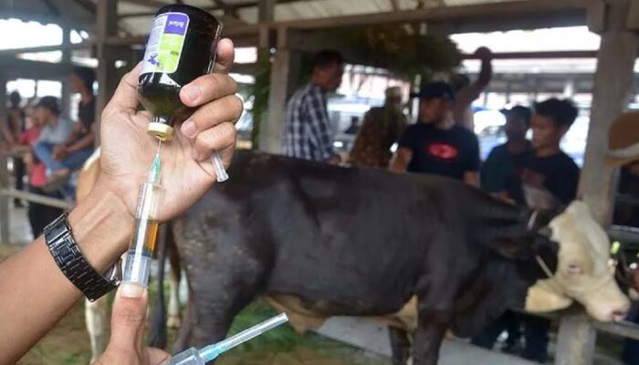 Pemkab Pasaman Barat Siaga PMK, Stok Vaksin Tersedia 1.375 Dosis