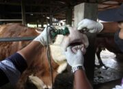 Cegah Penyebaran PMK, Pemko Padang Siapkan 1000 Dosis Vaksin