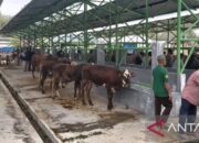 Belum Ada Penolakan Ternak Masuk ke Solok Selatan, Pos Penjagaan Belum Aktif