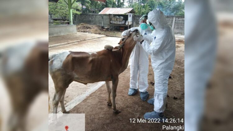 Pemeriksaan sapi positif PMK di Pasar Palangki oleh Disnakewan Sumbar.