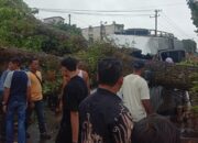 Mobil Travel Ditimpa Pohon di Pasaman Barat, Sopir Terjepit