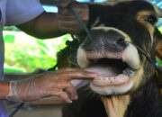 Jelang Idul Adha, Sapi di Padang Disuntik Vaksin PMK