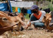 Hewan Kurban di Kota Padang Capai 8.018 Ekor di Tahun Ini