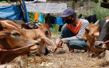 Ilustrasi hewan kurban. (net)