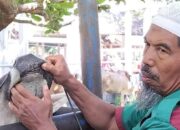 300 Ekor Ternak di Padangpariaman Sembuh dari PMK, 6 Mati dan 2 Dipotong Paksa