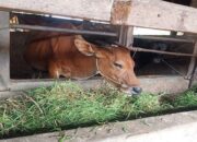 Agam Targetkan Kelahiran Anak Sapi Capai 4.535 Ekor Selama 2023