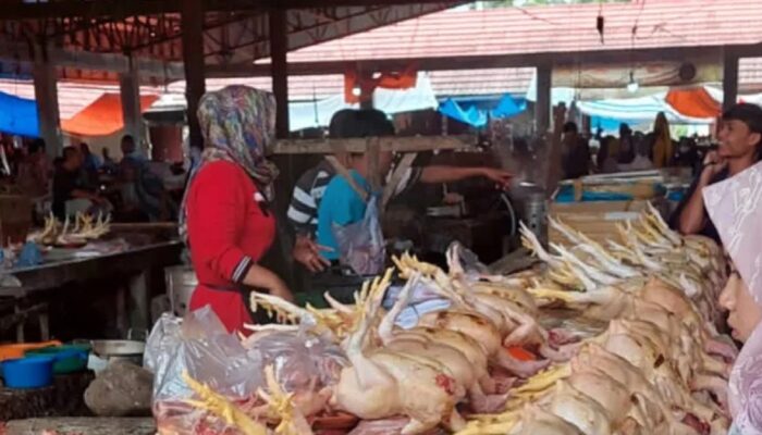 Harga Ayam Potong di Agam Naik jadi Rp70 Ribu per Ekor, Pasokan Peternak Menyusut