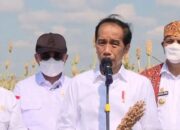 Genjot Produksi Gandum, Jokowi Minta Pemda Perluas Lahan Sorgun di NTT