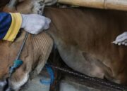 Jumlah Ternak di Padangpariaman Berisiko PMK 92 Ribu Ekor, Vaksin yang Diterima Baru 200 Dosis