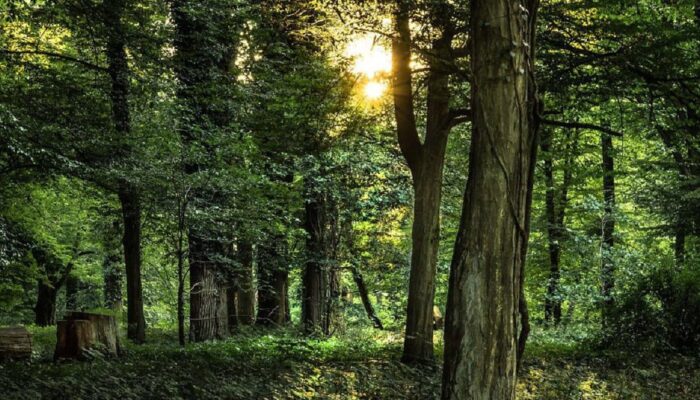 Luas Hutan Sosial di Dharmasraya Capai 9.761 Hektare, Tersebar di Lima Nagari